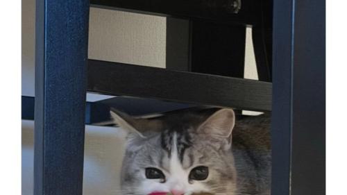 おもちゃを咥えている猫