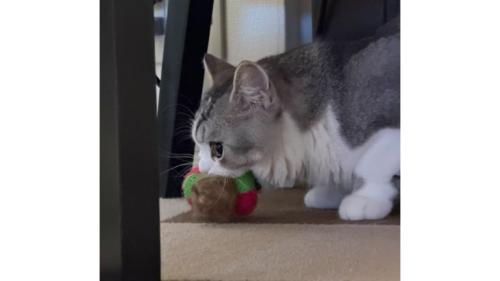 おもちゃを咥えている猫