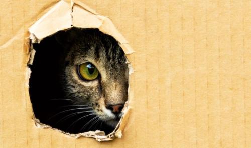 段ボールの穴から覗く猫