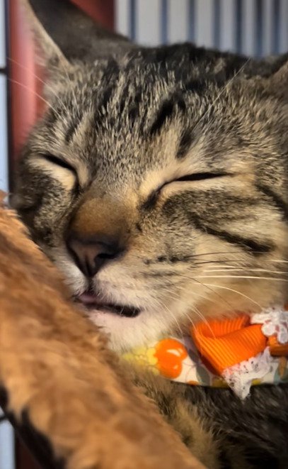 目を閉じている猫