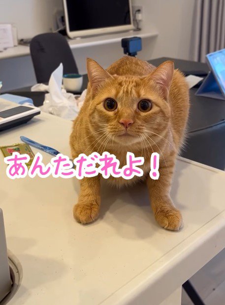 飼い主の顔を見て固まる猫