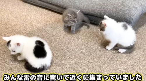 雷にびっくりして集まる子猫