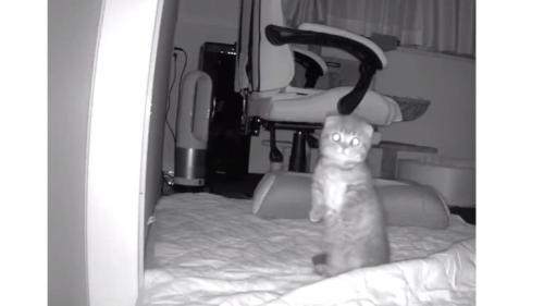 ペットカメラにうつる猫