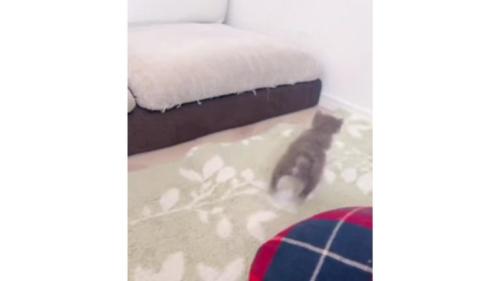駆け回る子猫
