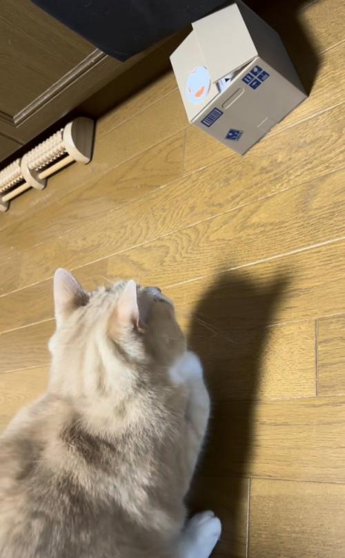貯金箱の音にびっくりするスコティッシュフォールド