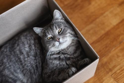 ダンボール箱に入っている猫