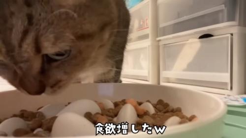 オヤツをかけてもらう