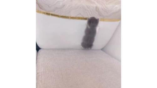 ソファにいる猫