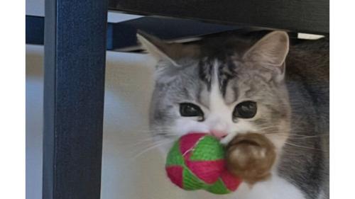 おもちゃを咥えている猫