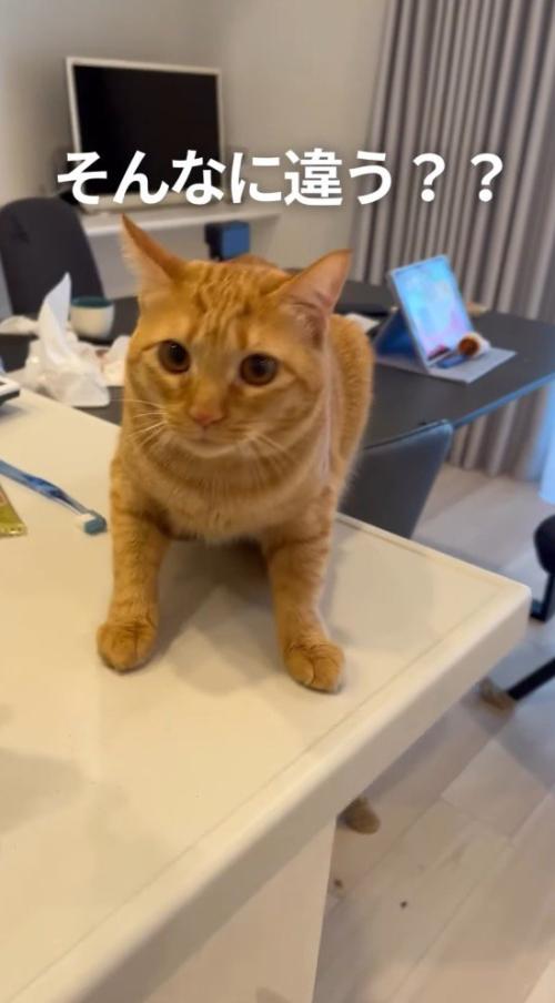 飼い主の動きに合わせて少し移動する猫