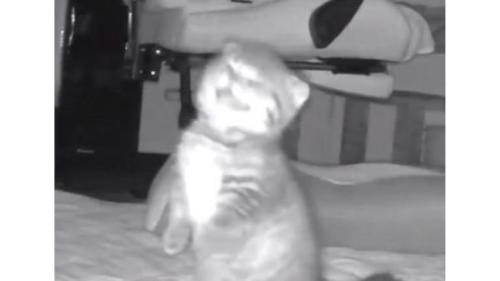ペットカメラにうつる猫