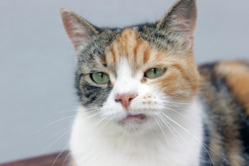イライラしてそうな三毛猫