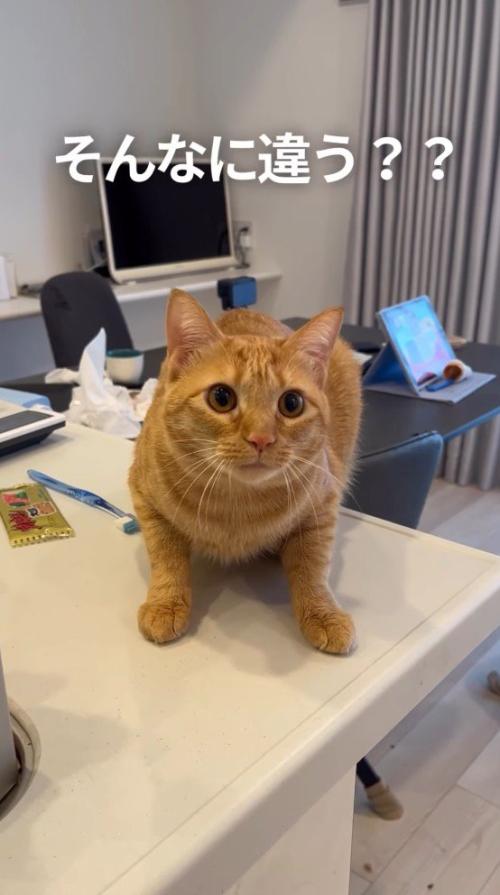 猫の警戒した様子を見て困惑する飼い主