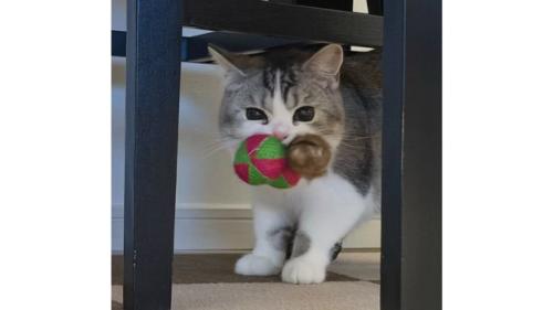 おもちゃを咥えている猫