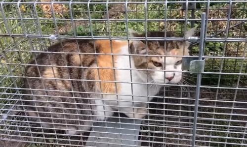 罠にかかった猫2