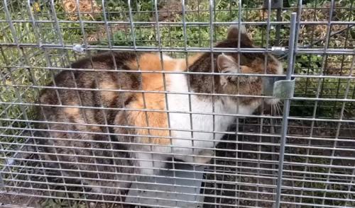 罠にかかった猫