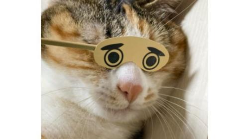 室内にいる猫