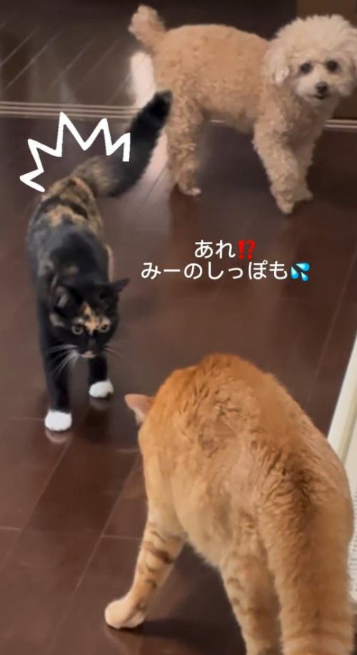 尻尾を膨らませて茶トラ猫に近づく三毛猫