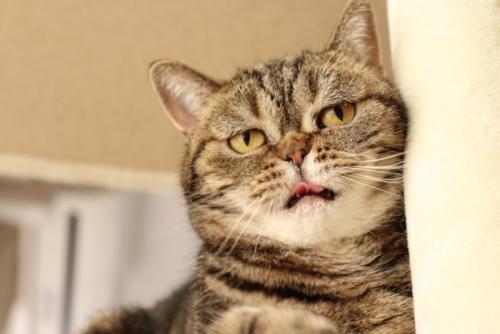 切ない表情の猫