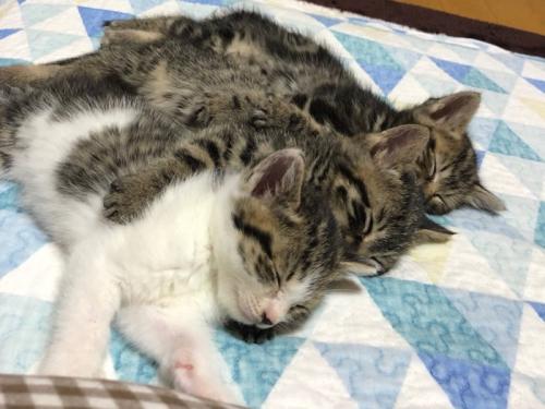 縦並びにくっついて猫団子になっている子猫たち