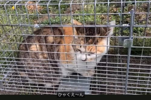 「ひゃくえーん」
