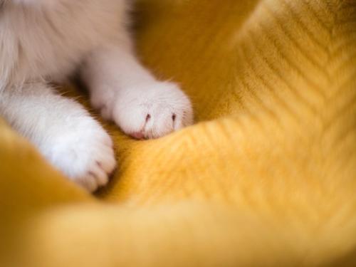 白い猫の手