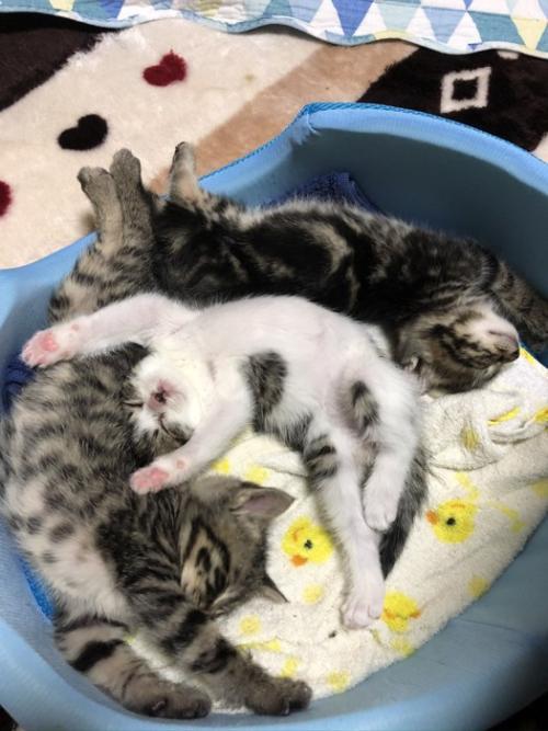 バンザイして眠る3匹の猫