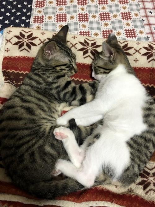 向かい合って眠る2匹の子猫