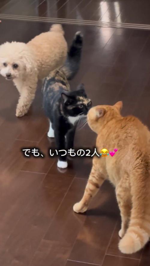 顔を近づけてあいさつをする2頭の猫