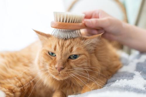 ブラッシングをされる猫