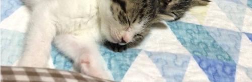 気持ちよさそうに眠る子猫