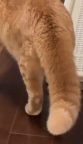 膨らんだ茶トラ猫の尻尾