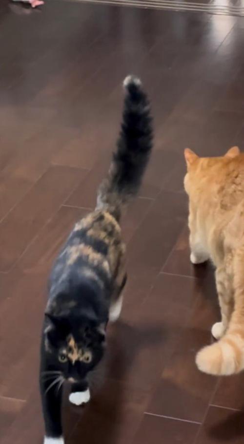 茶トラ猫の横を通り過ぎる三毛猫