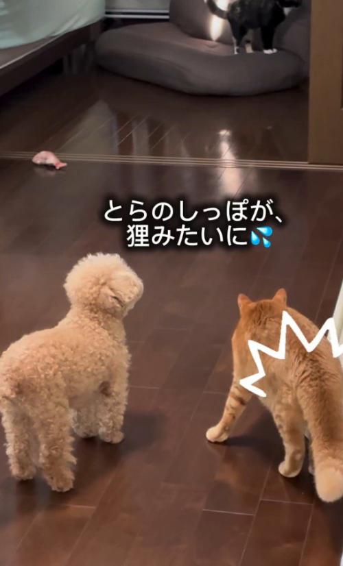 三毛猫を見つめる茶トラ猫