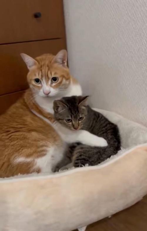 子猫を抱きしめる猫