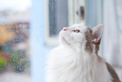 水滴のついた窓から外を見ている猫