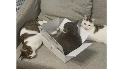 室内にいる猫
