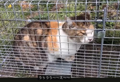 返事をする猫