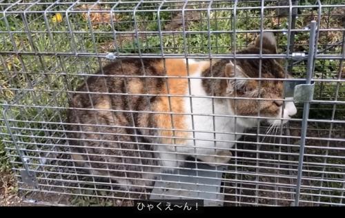 「ひゃくえーん」と言う猫