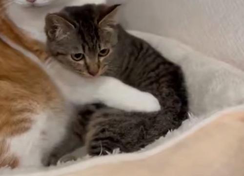 保護された子猫