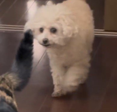 茶トラ猫に近づく三毛猫を見つめる犬