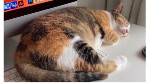 パソコン前で眠る猫
