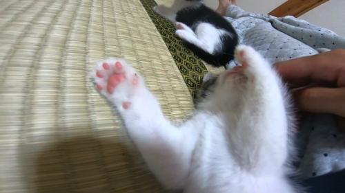 肉球