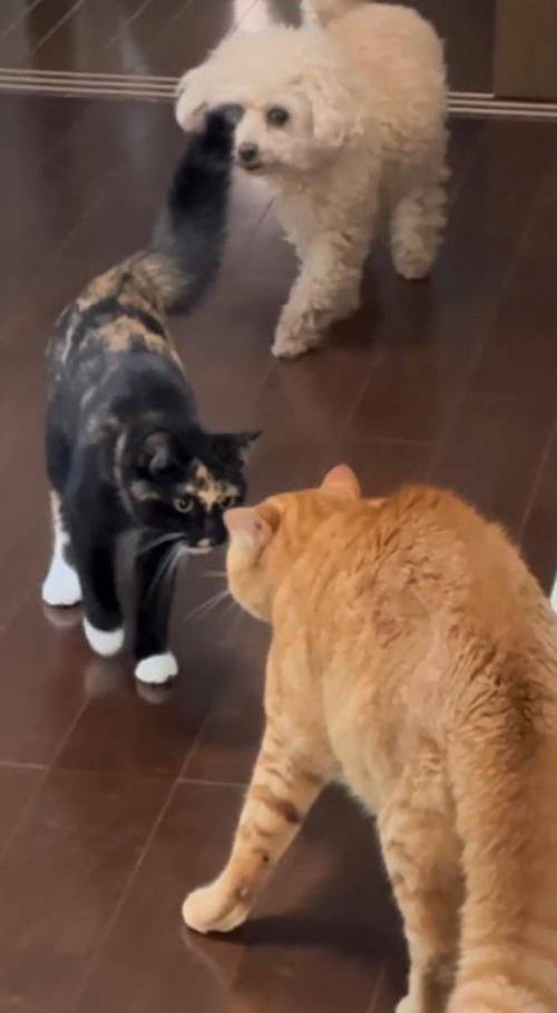 茶トラ猫の目の前まで歩いてきた三毛猫