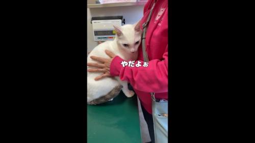 やだよぉ