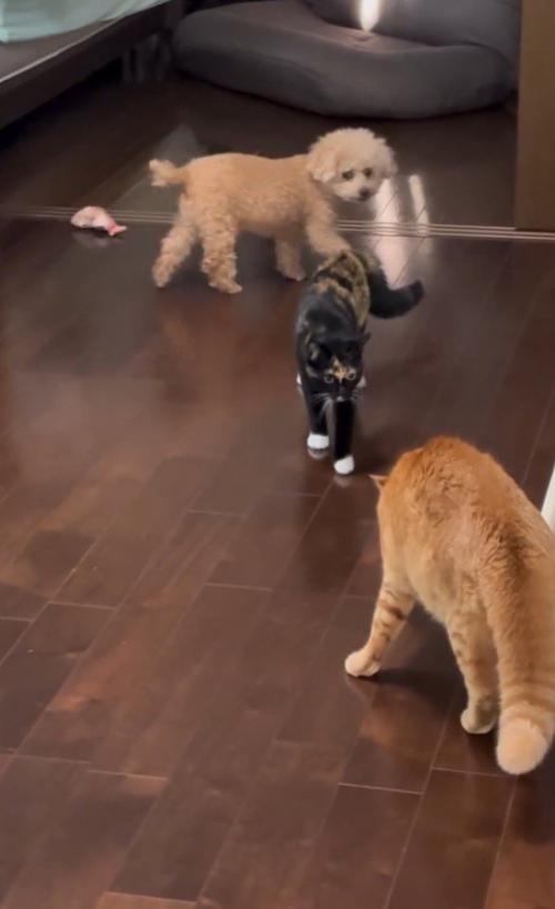 ゆっくりと茶トラ猫に近づく三毛猫