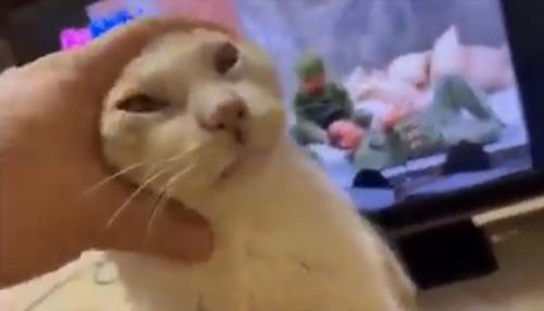 頭を撫でてもらう猫