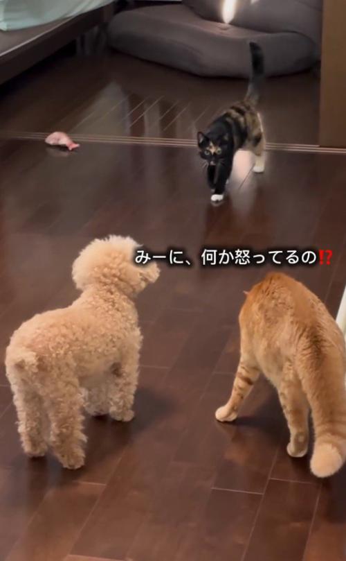 茶トラ猫に近寄る三毛猫