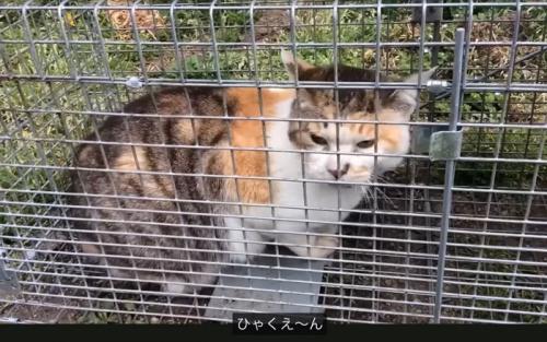 鳴く猫
