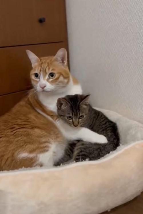 子猫を抱きしめる猫3